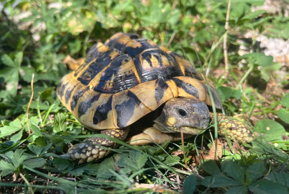 Discovery alert Tortoise Unknown Saint-Cyr-sur-Loire France