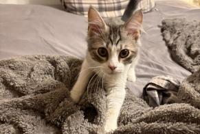 Discovery alert Cat Male, Between 4 and 6 months Meaux France
