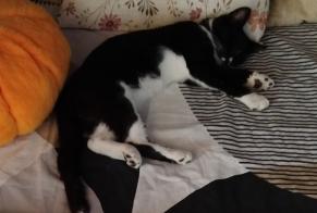 Disappearance alert Cat Male, 0 years Sieurac France