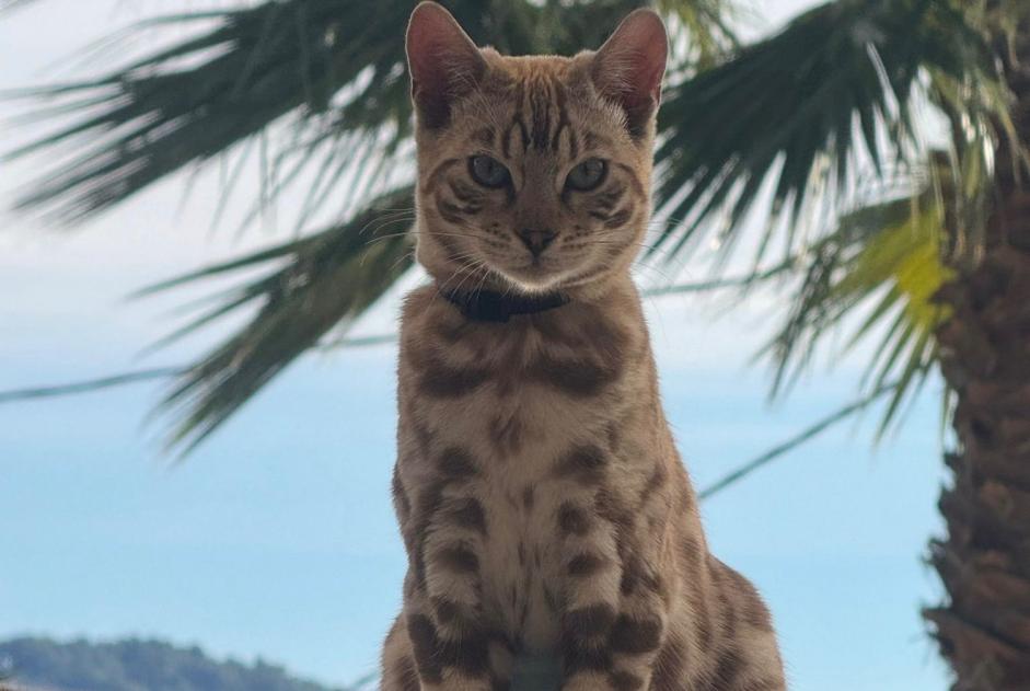 Disappearance alert Cat  Male , 2 years Grasse France