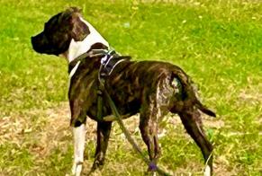 Disappearance alert Dog Male, 2 years Marseille France