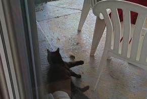 Disappearance alert Cat Female, 1 years Le Miroir France