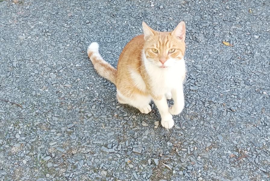Discovery alert Cat Male Thèreval France