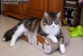 Disappearance alert Cat miscegenation Male, 9 years Les Hauts-d'Anjou France