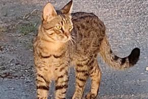 Disappearance alert Cat miscegenation Male, 1 years Les Touches France