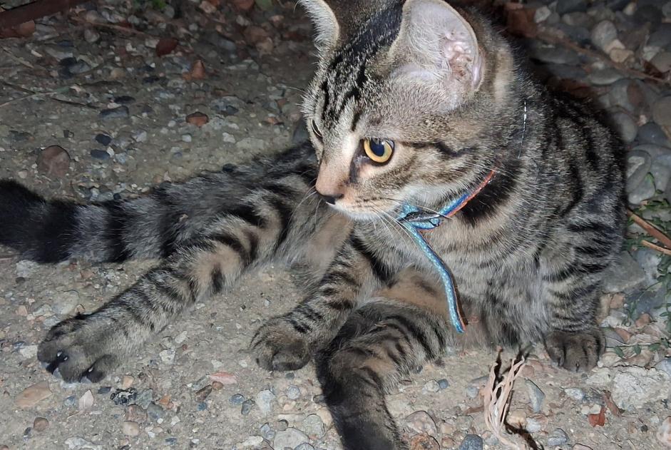 Discovery alert Cat Male Saint-Orens-de-Gameville France
