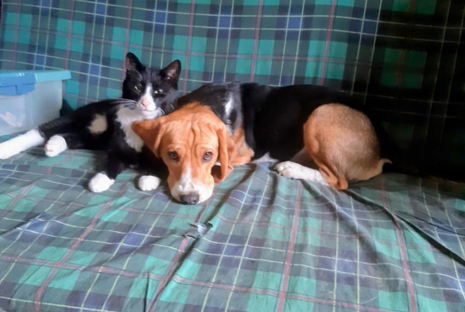 Disappearance alert Dog  Male , 3 years Sainte-Gemmes-le-Robert France