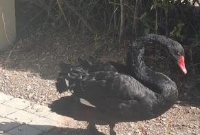 Discovery alert Bird Unknown Villecroze France