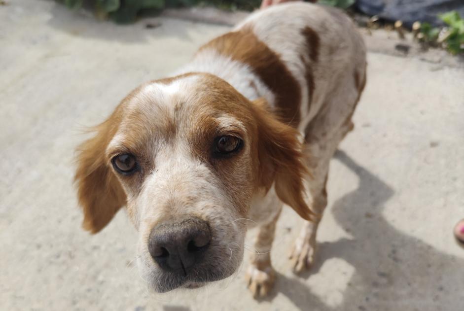 Discovery alert Dog  Female La Celle-Dunoise France