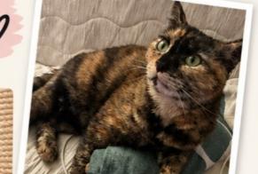 Disappearance alert Cat Female, 2 years Ris-Orangis France