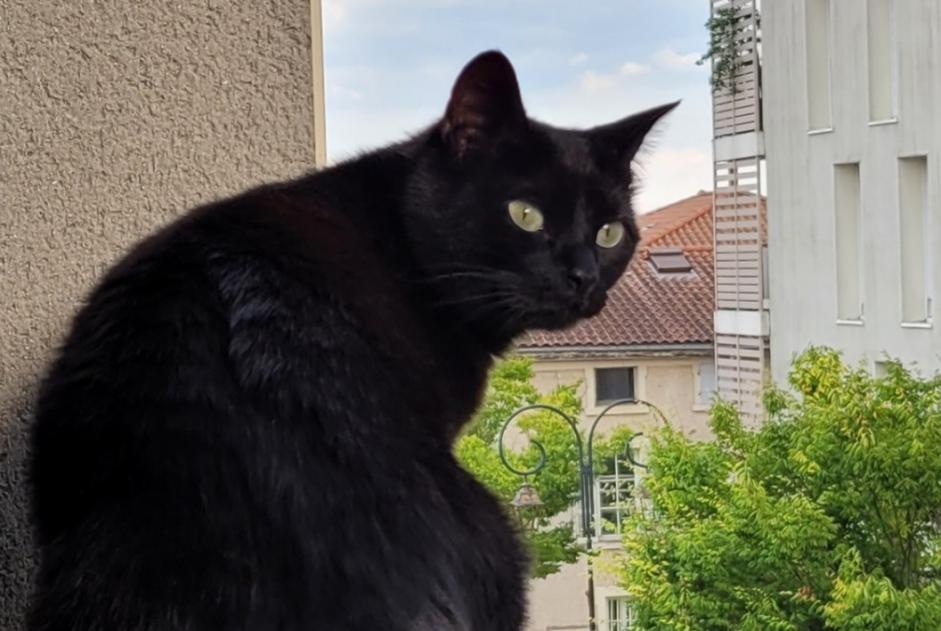 Disappearance alert Cat  Female , 4 years Irigny France