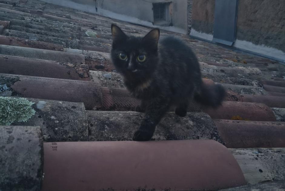 Discovery alert Cat Unknown Nîmes France