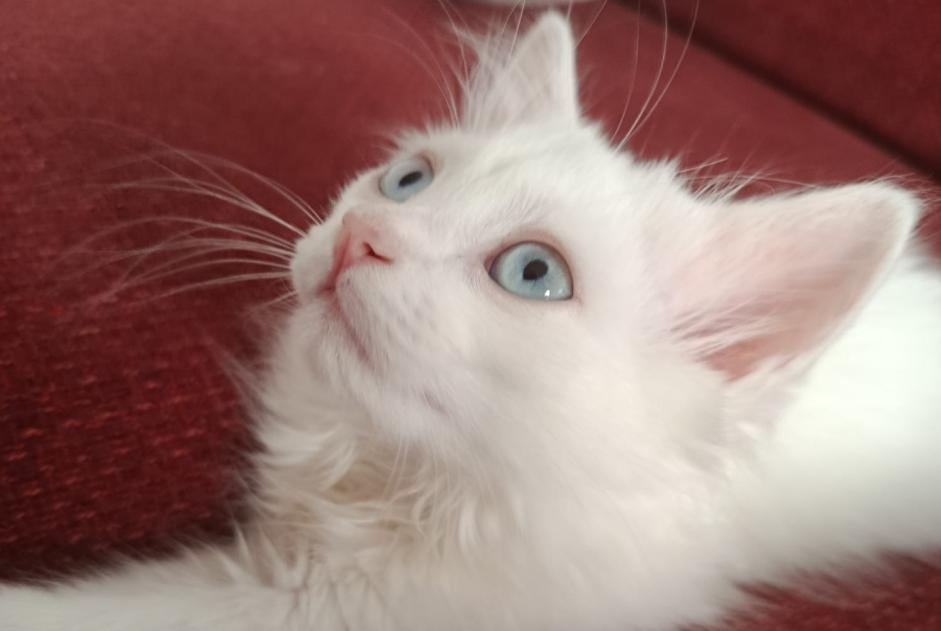 Disappearance alert Cat Female , 0 years Aubervilliers France