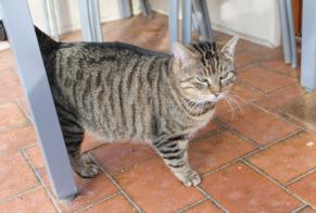 Disappearance alert Cat Male, 5 years Vendenheim France