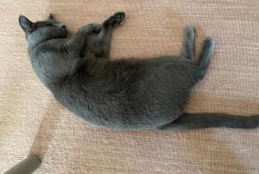 Disappearance alert Cat Female, 4 years Aix-les-Bains France