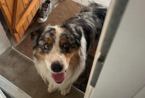 Discovery alert Dog Male Jargeau France