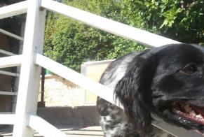 Disappearance alert Dog Female, 13 years Dourdan France