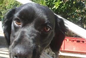 Disappearance alert Dog Female, 13 years Dourdan France