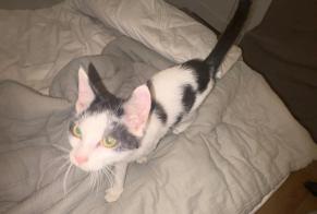 Discovery alert Cat Unknown Saulcy-sur-Meurthe France
