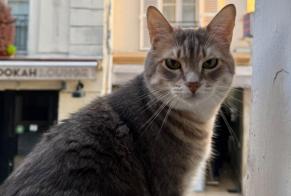 Disappearance alert Cat Female, 5 years Salmiech France