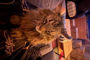 Disappearance alert Cat Male, 10 years Marcellus France