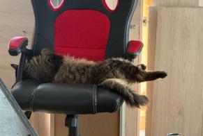 Disappearance alert Cat Male, 10 years Marcellus France