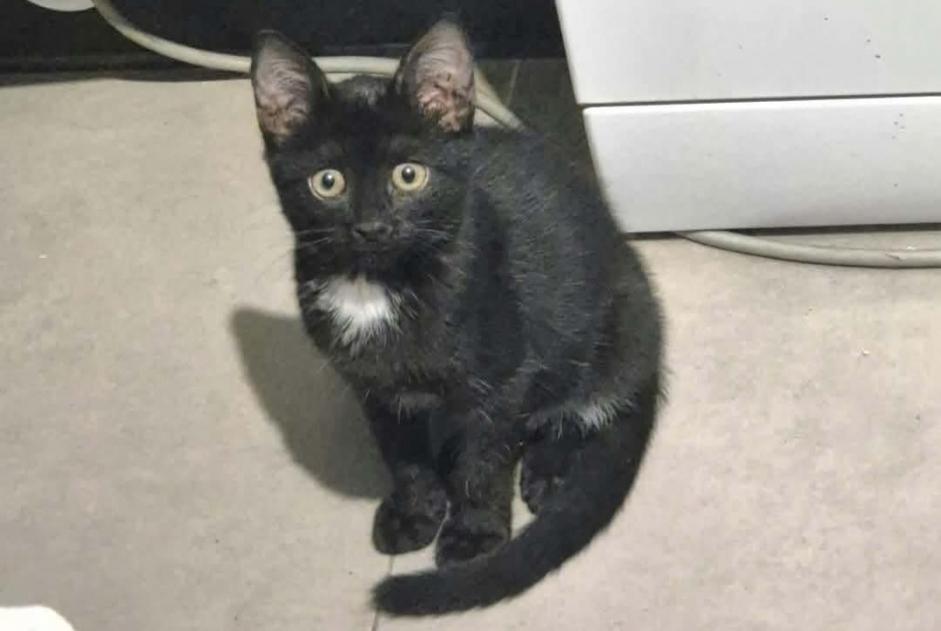 Discovery alert Cat miscegenation Unknown Marseillette France