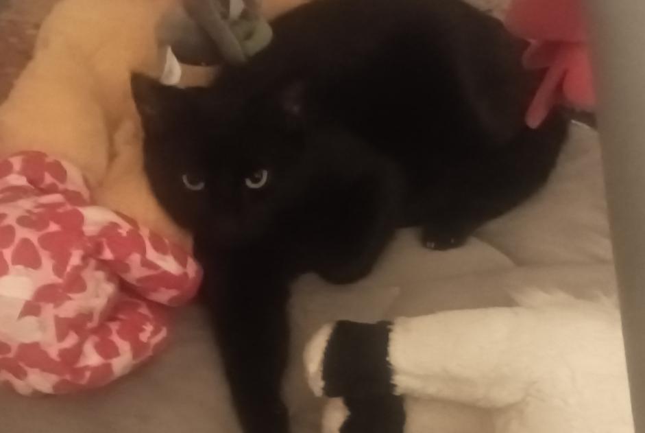 Disappearance alert Cat Male , 1 years Éveux France