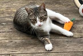 Disappearance alert Cat Male, 1 years Montpellier France