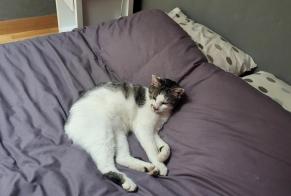 Disappearance alert Cat Male, 3 years Vue France