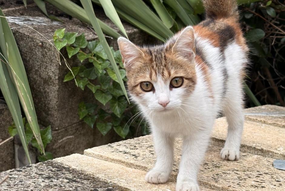 Discovery alert Cat miscegenation Female Saint-Gilles France