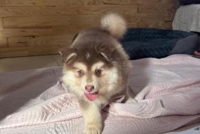 Disappearance alert Dog Male, 0 years Clairac France