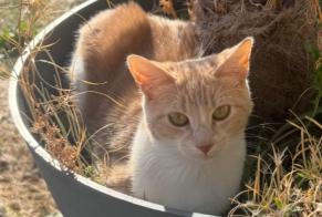 Discovery alert Cat Female Chevigny-Saint-Sauveur France