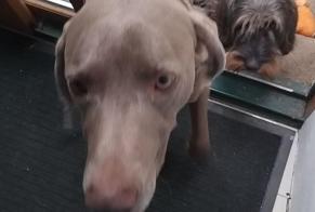 Disappearance alert Dog Male, 6 years Saint-James France