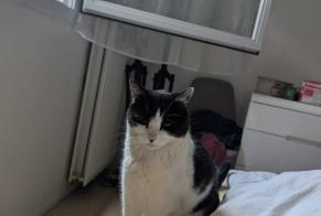 Disappearance alert Cat Female, 9 years Bonneville France
