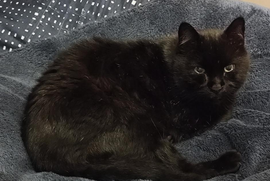 Disappearance alert Cat  Male , 17 years Thomery France