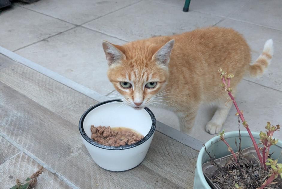 Discovery alert Cat Unknown Lussat France