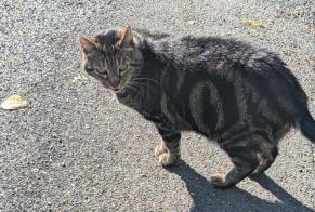 Disappearance alert Cat Male, 9 years Coulounieix-Chamiers France