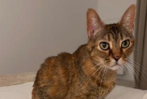 Disappearance alert Cat Female, 12 years Boucau France