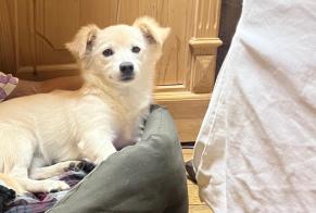 Discovery alert Dog miscegenation Male Vire-sur-Lot France