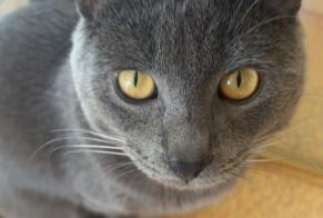 Disappearance alert Cat Male, 1 years Castelnau-le-Lez France
