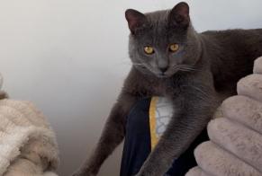 Disappearance alert Cat Male, 1 years Castelnau-le-Lez France