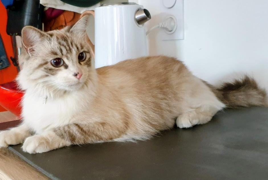 Discovery alert Cat Female Nantes France