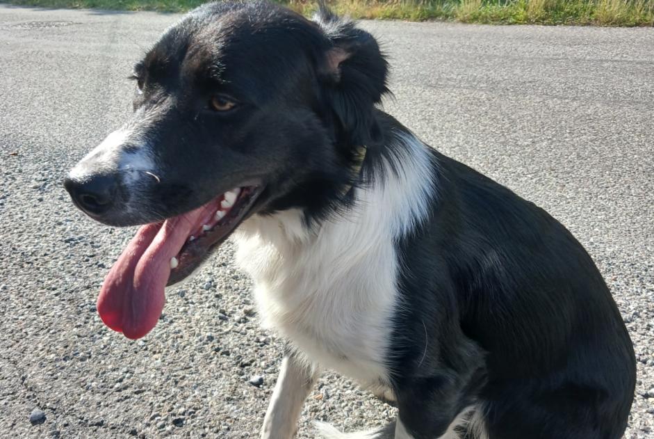 Discovery alert Dog  Unknown La Bâtie-Neuve France