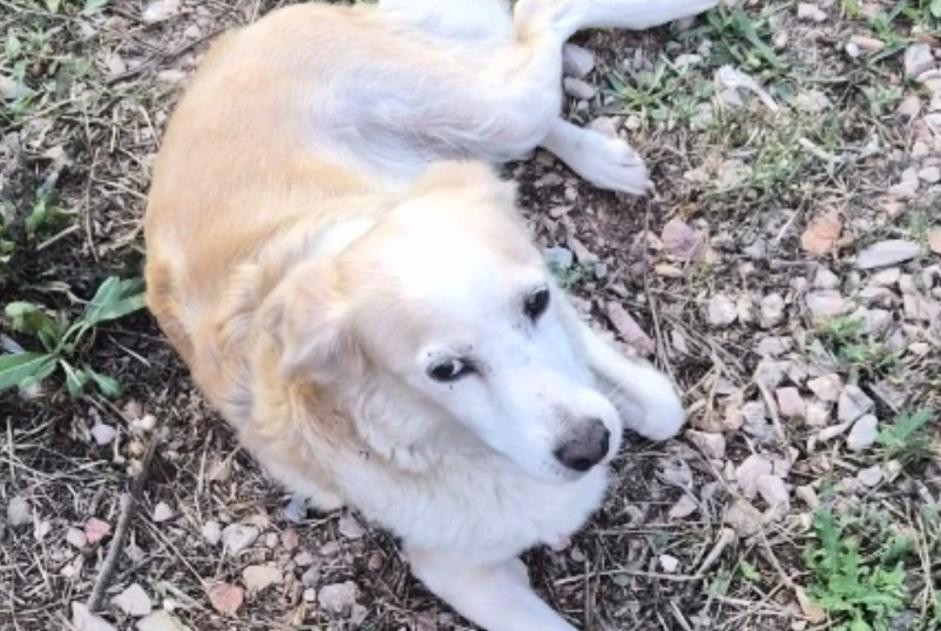 Discovery alert Dog miscegenation Female , 5 years Pertuis France