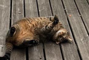 Disappearance alert Cat miscegenation Male, 7 years Béthune France