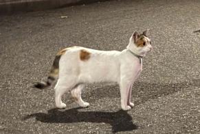 Discovery alert Cat Female Chassieu France