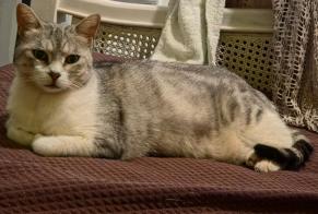 Disappearance alert Cat Female, 12 years Nébian France