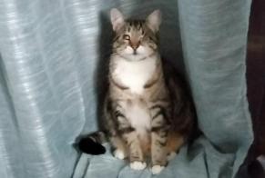 Disappearance alert Cat Male, 10 years Charencey France
