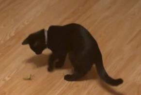 Disappearance alert Cat Male, 0 years Limay France
